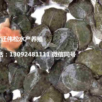 黑龙江哈尔滨延寿县黄鳝苗一亩地放多少哪里可以买到