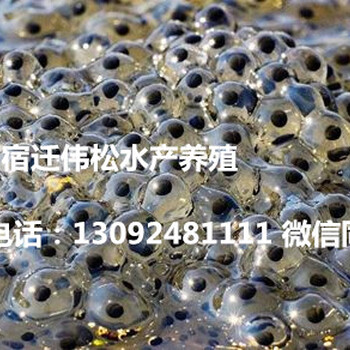江苏南通通州区黄鳝苗青蛙养殖场哪里有卖的