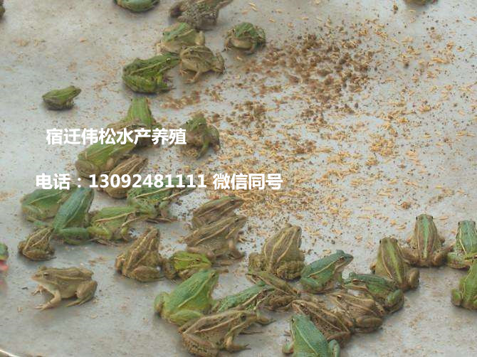 湖南郴州苏仙区黄鳝苗一亩地能养多少哪里有卖的