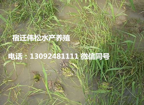 陕西汉中略阳县牛蛙苗价格哪里可以买到