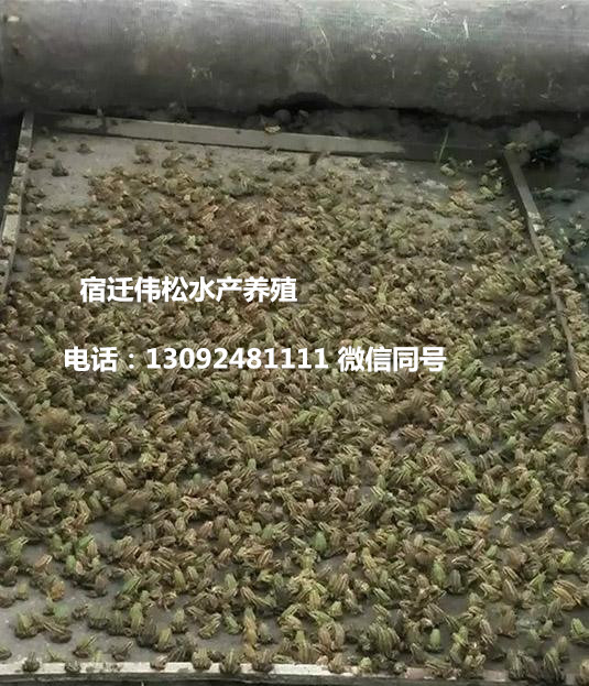 湖北十堰茅箭区鳝鱼苗甲鱼苗基地哪里有卖的