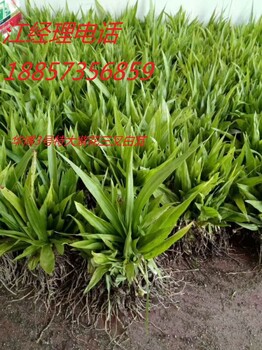 迎5.1杭州華博同創(chuàng)白芨種苗優(yōu)惠活動進行中《5.1活動》