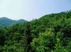 河南省、驻马店市、确山县350亩有林地转让