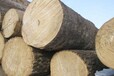 供应桦木原木-出售进口俄罗斯桦木原木批发