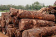 供应高棉花梨原木-出售进口莫桑比克高棉花梨原木批发