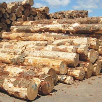 供应辐射松原木.进口新西兰辐射松原木批发
