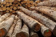 供应铁杉原木.出售进口加拿大铁杉原木批发