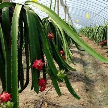 烟台大樱桃种植大棚温室15丝塑料膜覆盖防紫外线防结露