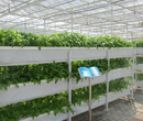 育苗活动床式温室大棚，简易搭建结构，塑料薄膜单体大棚