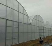 大棚外遮阳网质保10年连栋型拱高3米食用菌类塑料薄膜温室大棚厂家