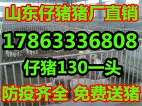 河南省20公斤的仔猪价格市场价格图片0