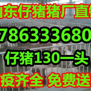 山东省20至30公斤的小猪仔价格批发基地