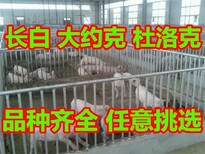 河南省20公斤的仔猪价格市场价格图片1