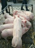 河南省20公斤的仔猪价格市场价格图片2