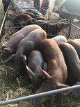 河南省20公斤的仔猪价格市场价格图片3