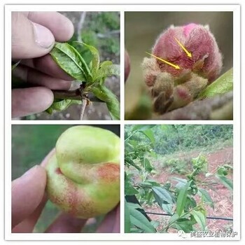 蟲菊苦參堿蚜克立