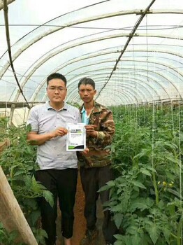 西瓜蔓枯、番茄青枯病、大姜姜瘟、死苗爛棵殺菌劑—尚采萎控