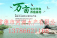 生态甲鱼的价格郴州新闻网