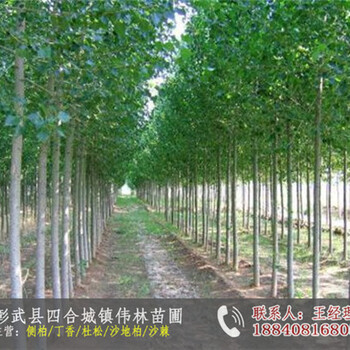 廠家銀中楊_新疆楊出售