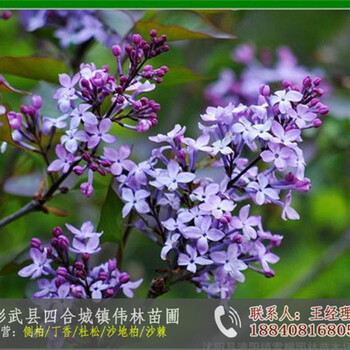 廠家紅丁香苗_紅丁香苗行情