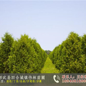 供應(yīng)側(cè)柏樹苗_側(cè)柏種子行情