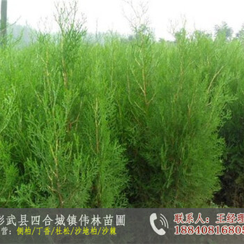 出售側(cè)柏小苗_側(cè)柏苗多少錢一株