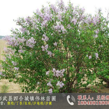 供應(yīng)紅丁香_丁香種子哪里有賣(mài)的