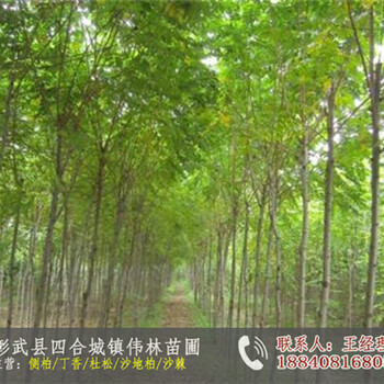 出售黑林號楊樹苗_楊樹苗價格