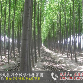 廠家哲林號楊樹苗_黑林號楊樹苗多少錢一株