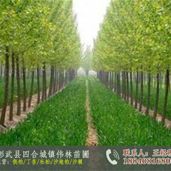 出售黑林號(hào)楊樹苗_白城號(hào)楊樹苗多少錢