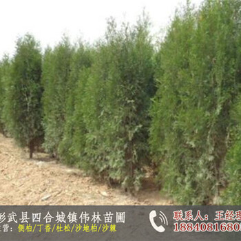 出售側(cè)柏小苗_側(cè)柏種子多少錢(qián)一棵