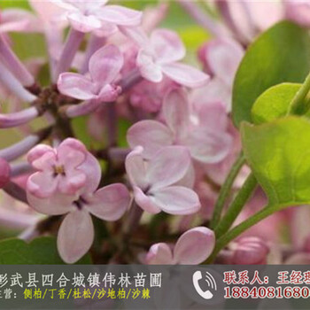 出售丁香樹苗_四季丁香行情