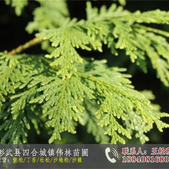 出售側(cè)柏種子_側(cè)柏樹(shù)苗批發(fā)