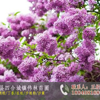 供應(yīng)丁香樹苗_紫丁香苗多少錢一株