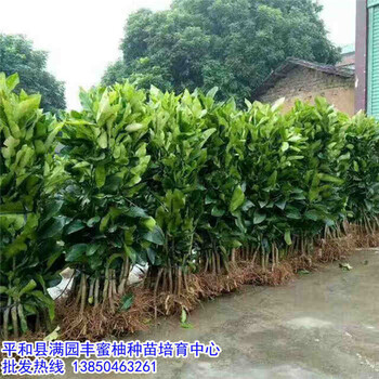 葡萄柚種苗什么時(shí)候種_新聞葡萄柚種苗什么時(shí)候種怎么賣%辦事處地點(diǎn)
