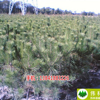 供應(yīng)出售油松大苗_油松大苗批發(fā)價格