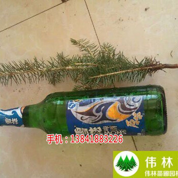 供應(yīng)出售青扦云杉樹苗_云杉營養(yǎng)杯苗價格