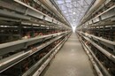 金牧人鸡笼丨自动化养鸡设备丨河南鸡笼生产厂家