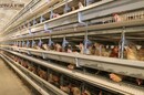 鸡笼丨养鸡清粪机丨鸡场清粪设备丨金牧人鸡笼厂家定制