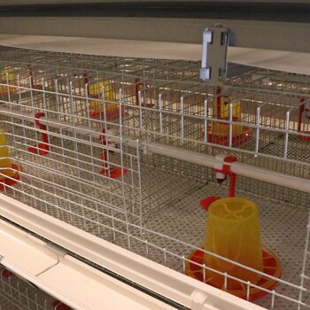 自动化鸡笼丨金牧人厂家丨肉鸡笼丨蛋鸡笼丨养鸡设备