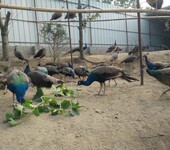正在销售食用商品蓝孔雀，还可用作留种繁殖