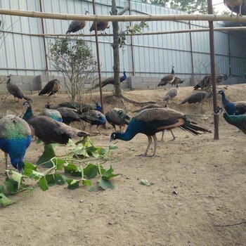 正在销售食用商品蓝孔雀，还可用作留种繁殖