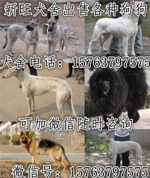 四会德国牧羊犬价格