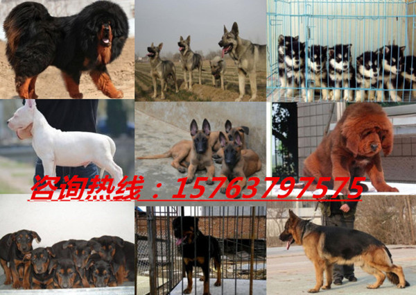 新县德国牧羊犬养殖场