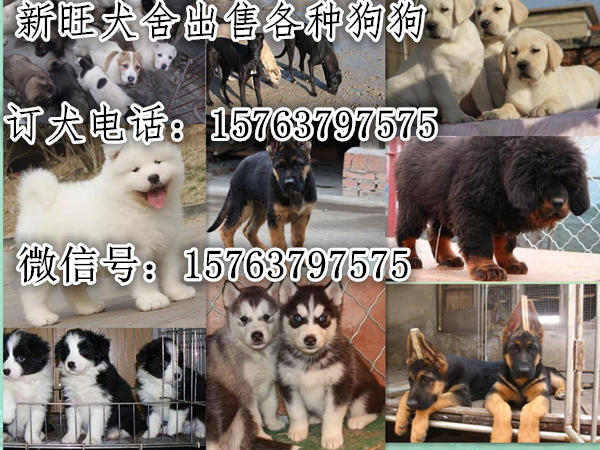 黄龙县德国牧羊犬养殖基地