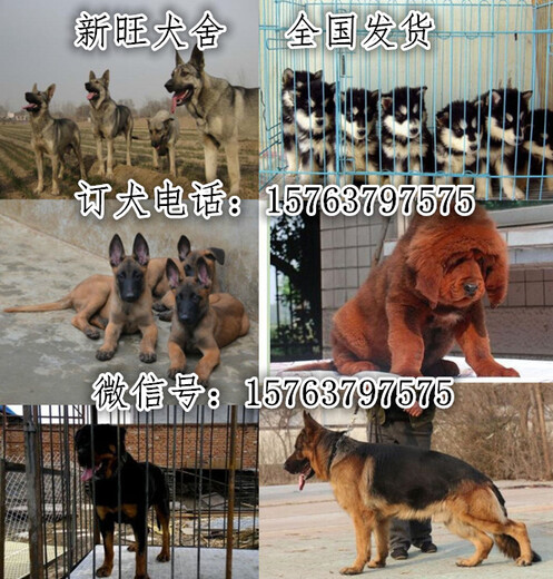 宁波市养狗基地
