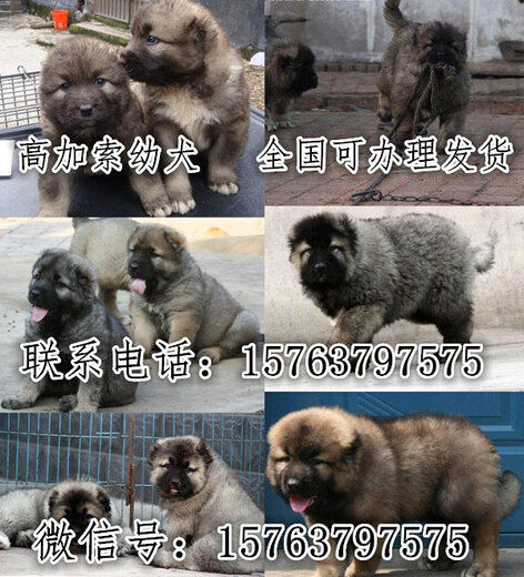 肥城德国牧羊犬养殖场