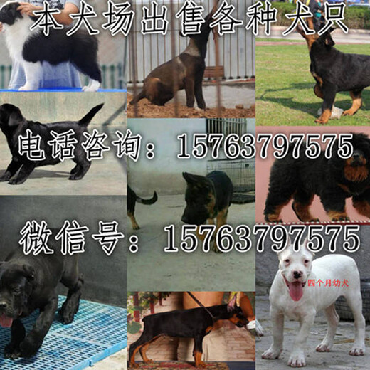 沂源德国牧羊犬多少钱一只