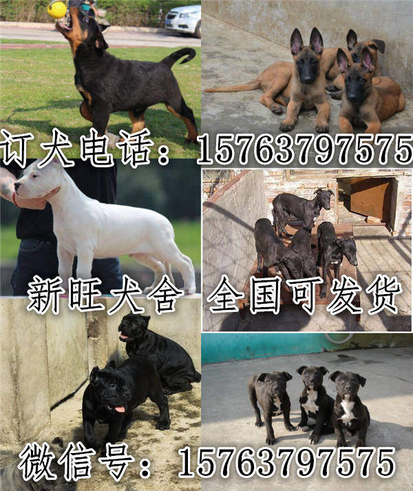 新县德国牧羊犬养殖场