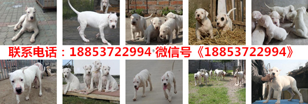 崇州德国牧羊犬养殖基地